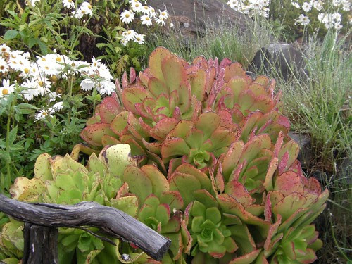2012 05 19_Alice Sousa42