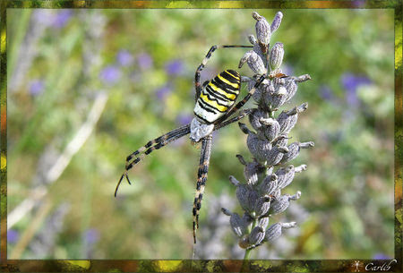 Argiope_0320