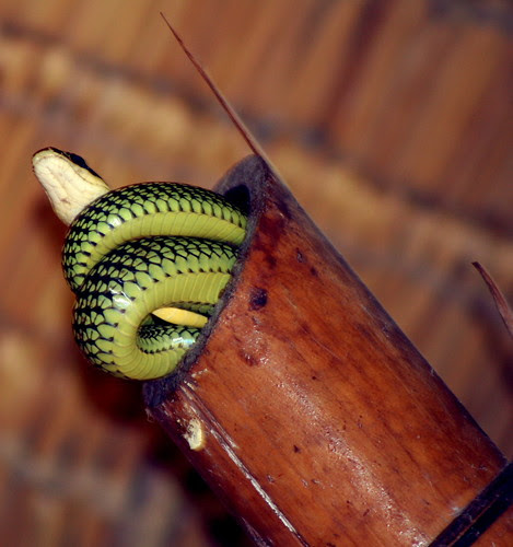 snake in the villa