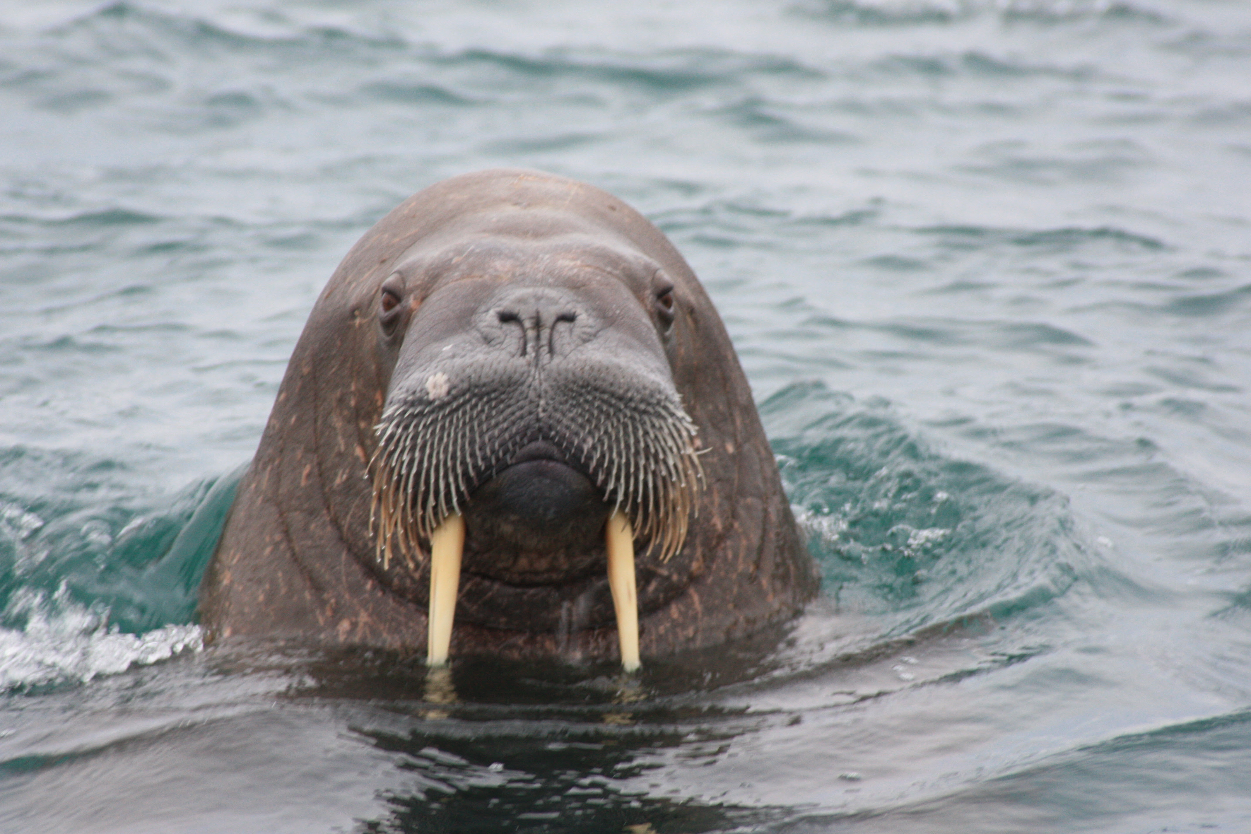 Animal Walrus