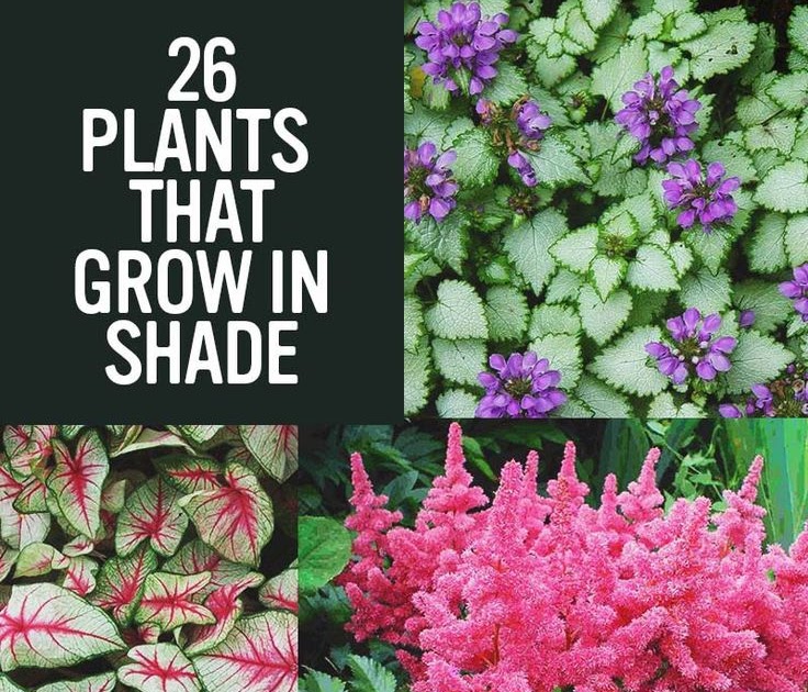 Shade Loving Plants That Repel Mosquitoes - shed storage plans