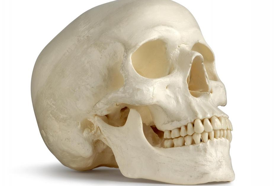 How Many Bones In The Face And Head - Bones - The Bones (Purpose and