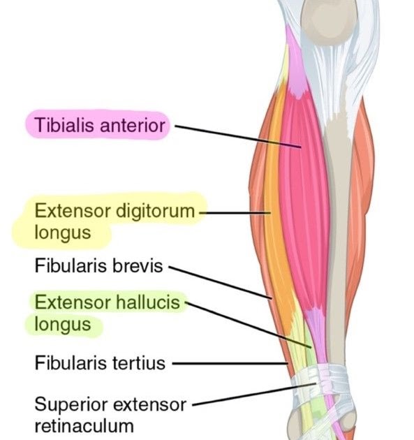 Leg Muscle Diagram : Muscles Of The Leg And Foot Classic Human Anatomy