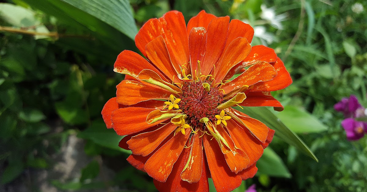  bunga  Gambar Bunga Zinnia 