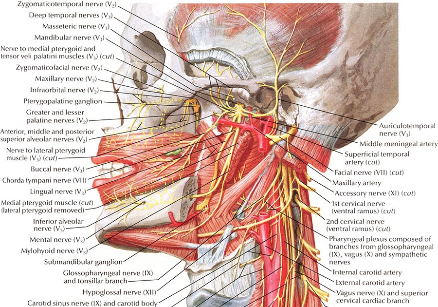 Back Of Neck Anatomy Netter On Anatomy The Neck Is A Complex