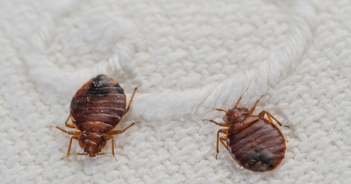 Bed Bugs Do I Have To Throw Everything Away - Bed Western