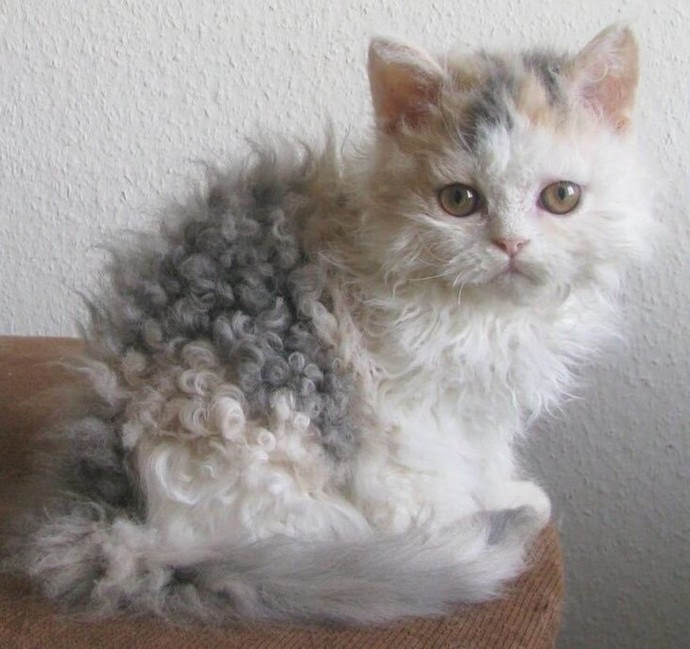30 curly haired cat amazing inspiration