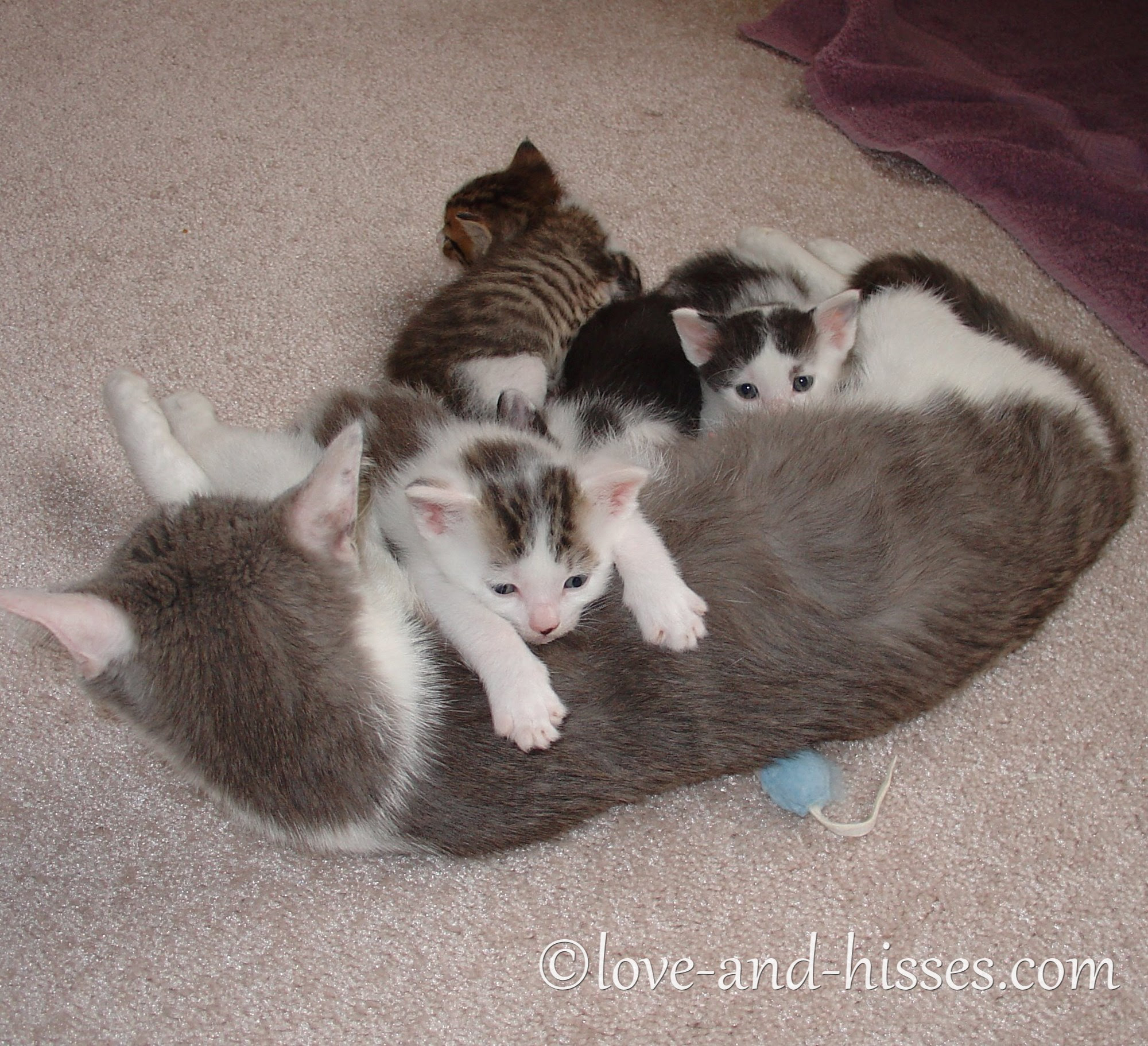 Mother cat nursing four kittens