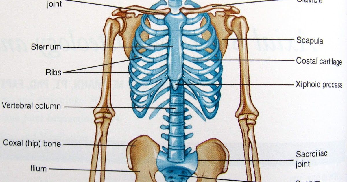 Major Bones In The Human Body / Simon Says Anatomy Flashcards | Easy