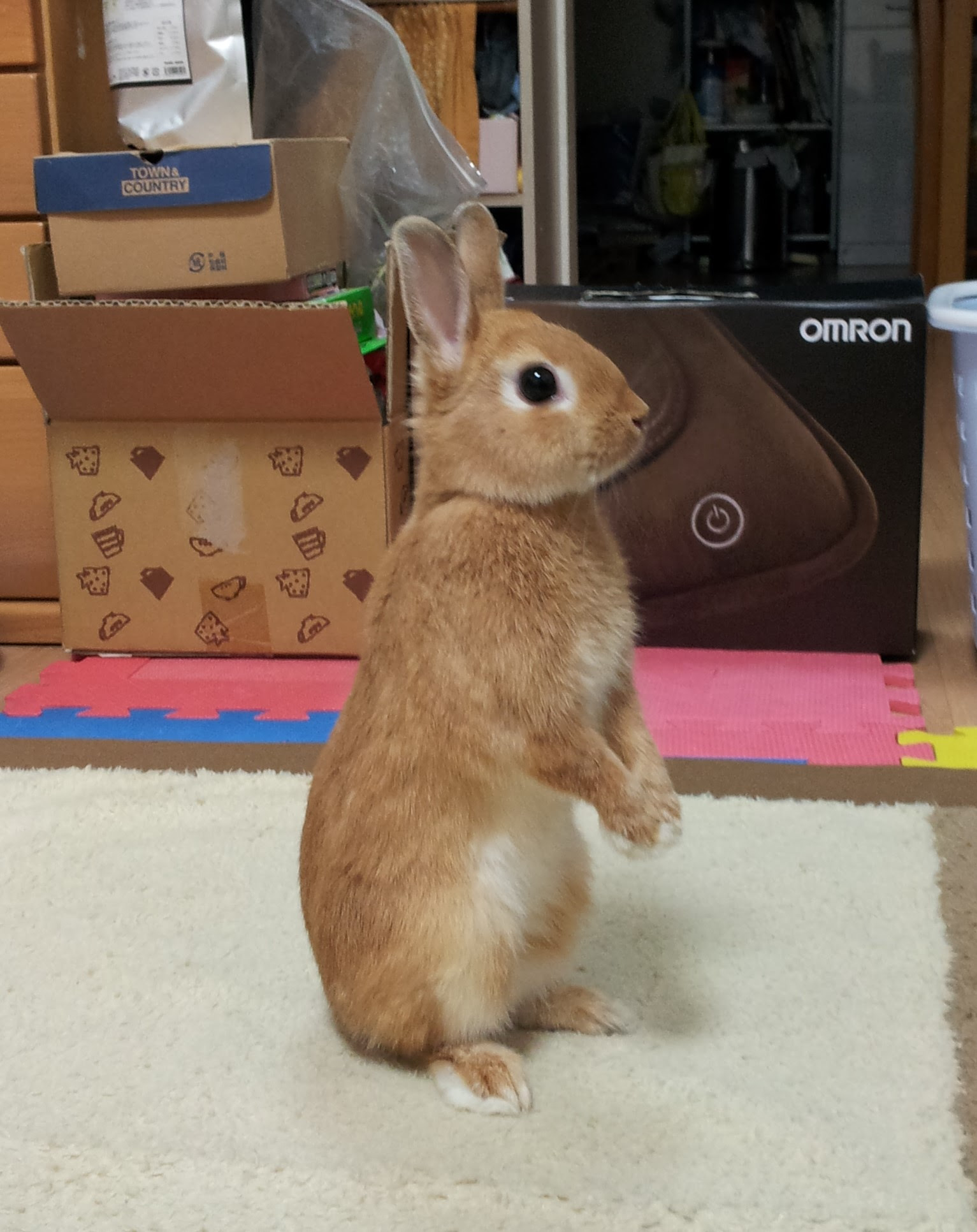 最新ピーター ラビット うさぎ 動物画像無料
