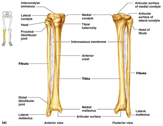 Lower Leg Bones Diagram / Lower Extremity Anatomy Bones Muscles Nerves