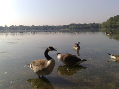 Jamaica Pond: N82 Photo Test