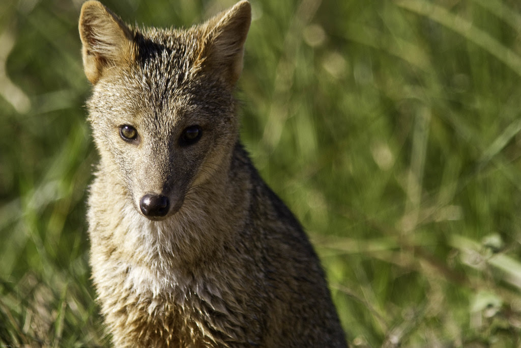 Amazing Wildlife Pictures, Images,Animal Photography Crab Eating Fox