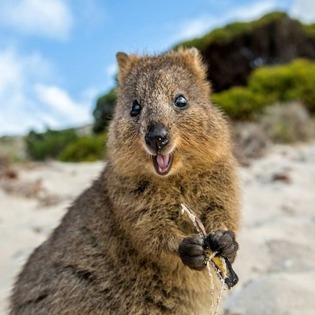 最高の動物画像 ベストオーストラリア 可愛い 動物