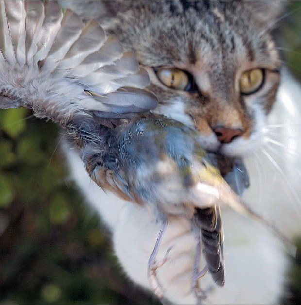 BOM CAÇADOR Flagrante de um gato no ato de atacar uma ave. Estima-se que um felino desses mate  80  animais por ano (Foto: Claudius Thiriet/Gamma-Rapho/Getty Images)