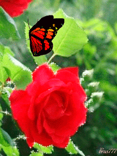Роза с бабочкой
