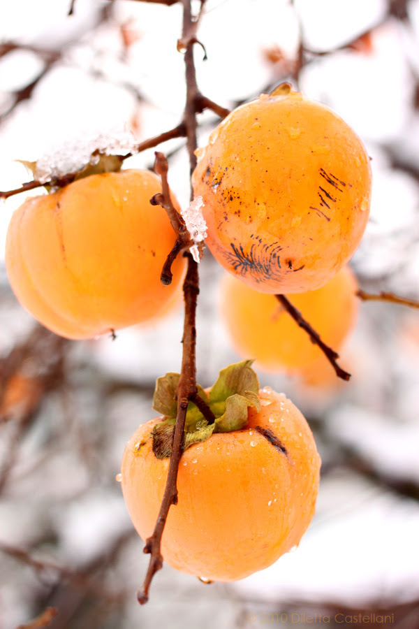 Persimmon Tree