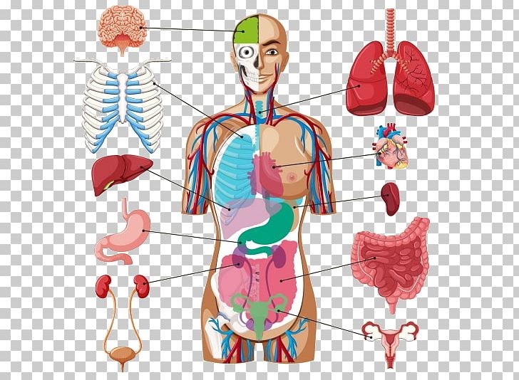 Anatomy Map Organs - Female Anatomy Diagram Photos And Premium High Res