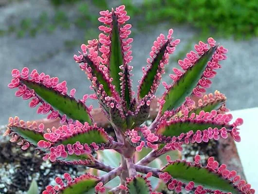 El kalanchoe: una poderosa planta medicinal y mÃ¡gica