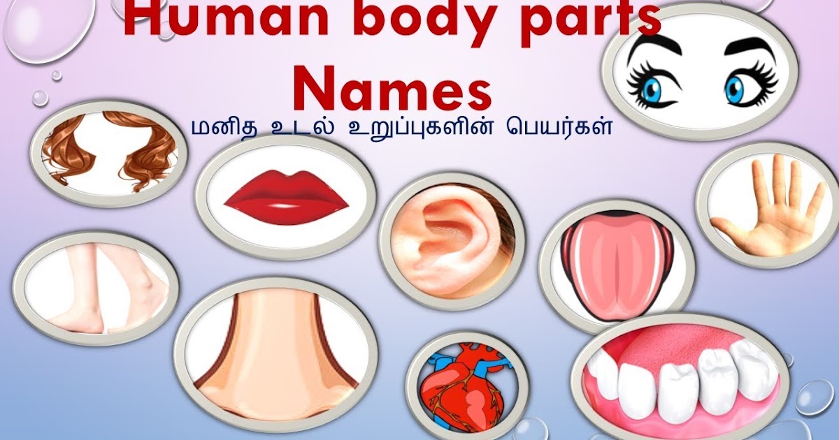 Body Parts Tamil - Body Parts Tamil : Encyclopedia Human Body In Tamil