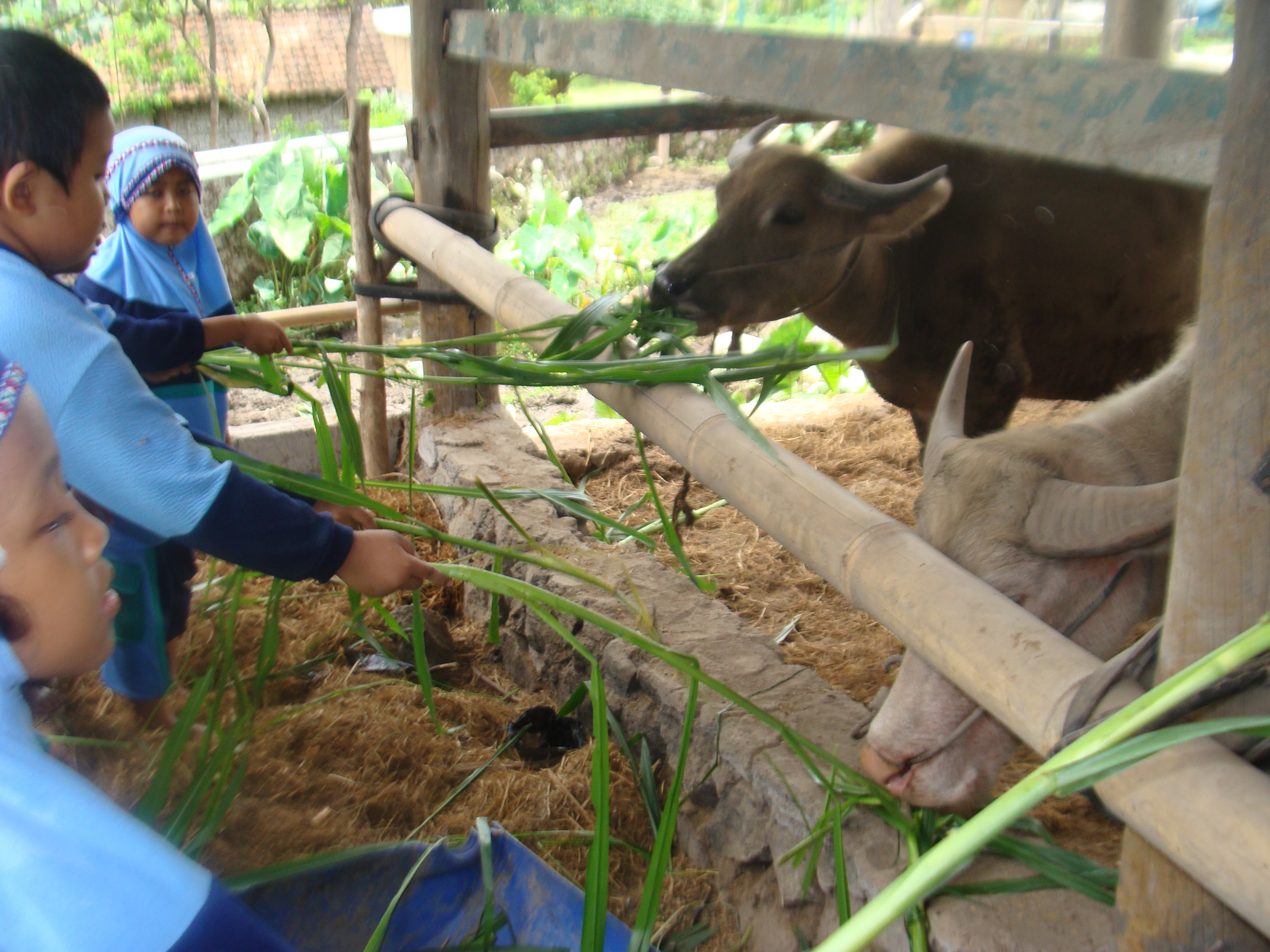 Ternak Sapi Bandung Ternak Ayam Kalkun Ternak Sapi Bandung Ternak Ayam Kalkun