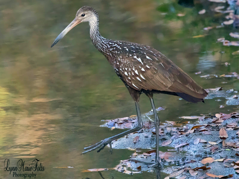 Limpkin Limpkin