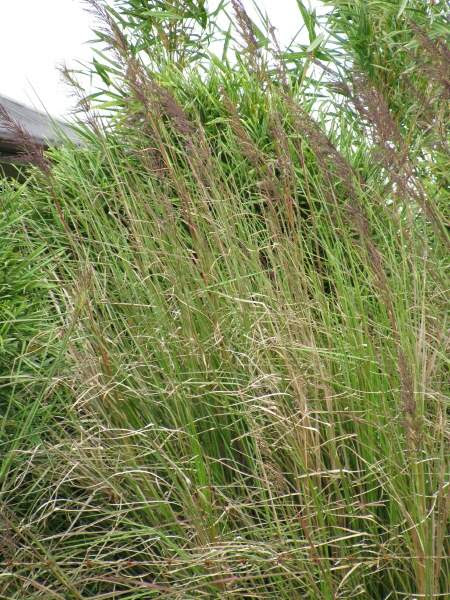 Cuscus Grass In Malayalam