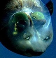 Nature Can Do That?: Barreleye Fish