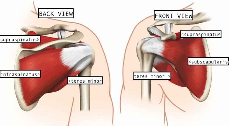 Names Of Muscles In Shoulder : Want to learn more about it?