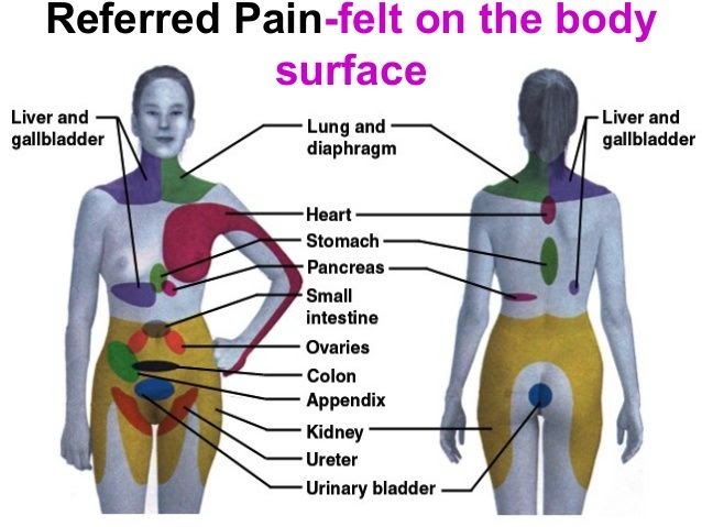 male muscular anatomy front back