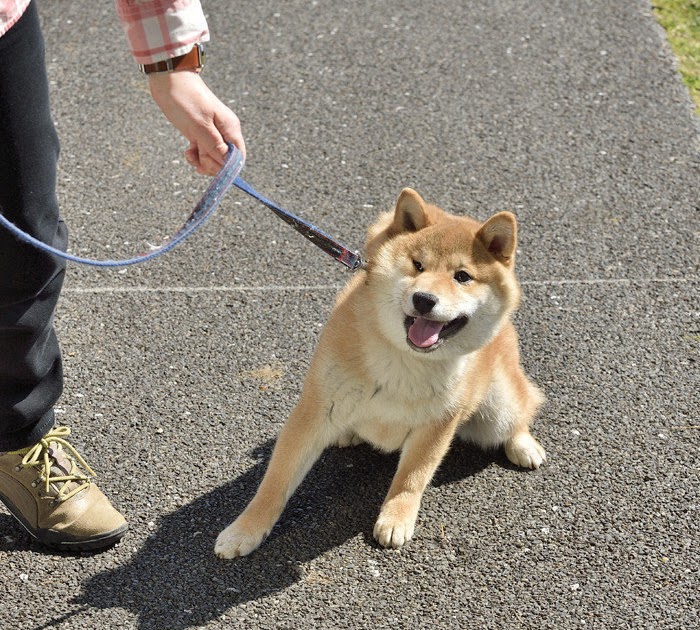 犬 散歩 嫌がる 子犬 223650犬 散歩 嫌がる 子犬