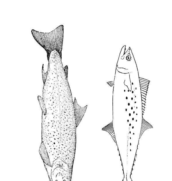Malvorlage einfacher fisch information