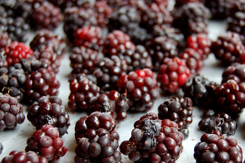 Frozen Blackberries on Cookie Sheet by Eve Fox copyright 2008