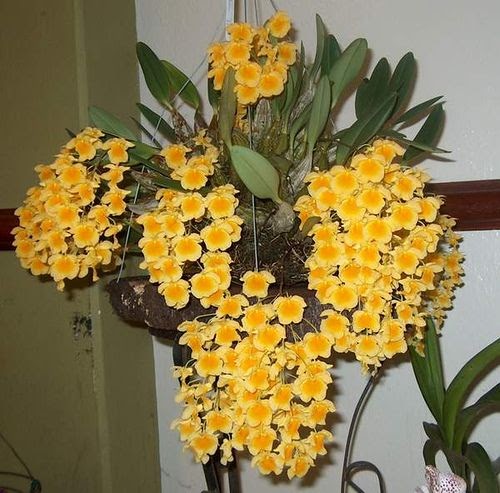 Dendrobium Aggregatum Orchid Care