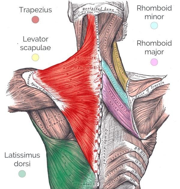 Anatomy Of Back Of Neck : The bones of the neck - Stock Image - F001