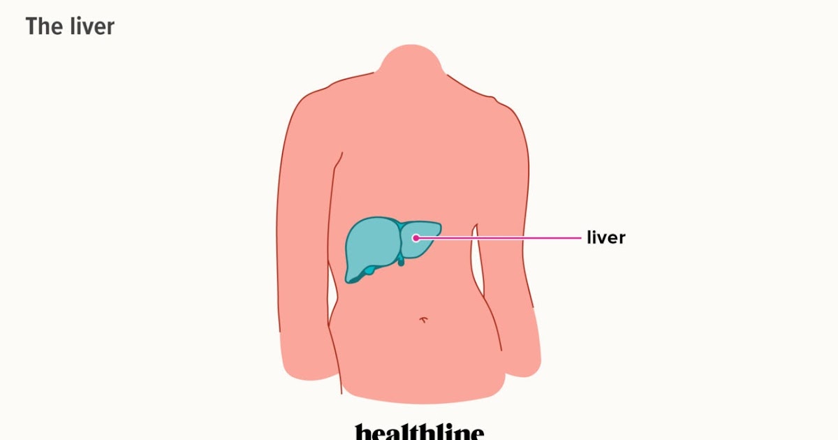 Organs In The Body - Organ Map Diagram Of Human Body Internal Organs