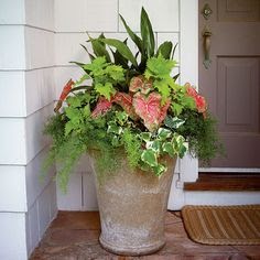 Ash Tree Cottage: Potted Plants for Porches