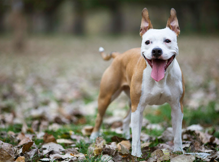 63 American Bulldog Rat Terrier Mix L2sanpiero