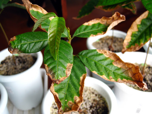 すべての美しい花の画像 トップ100観葉植物 葉先 枯れ