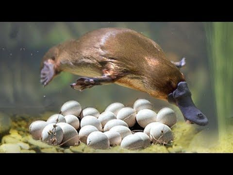 Mammals In Australia That Lay Eggs - Pets Lovers