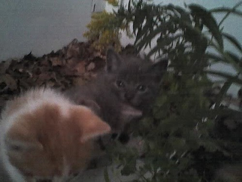Farm kittens