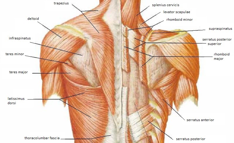 Back And Neck Muscle Diagram - Klmrml3gi0ikim : The neck muscles