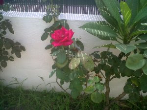 rosa torre benagalbón agosto 13
