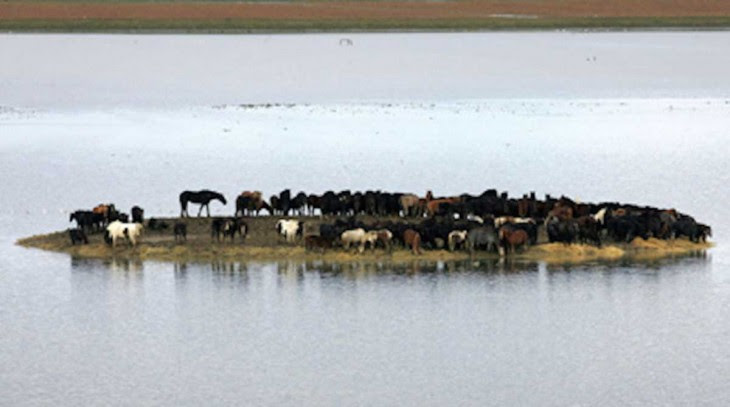caballos atrapados en medio de una isla en Holanda