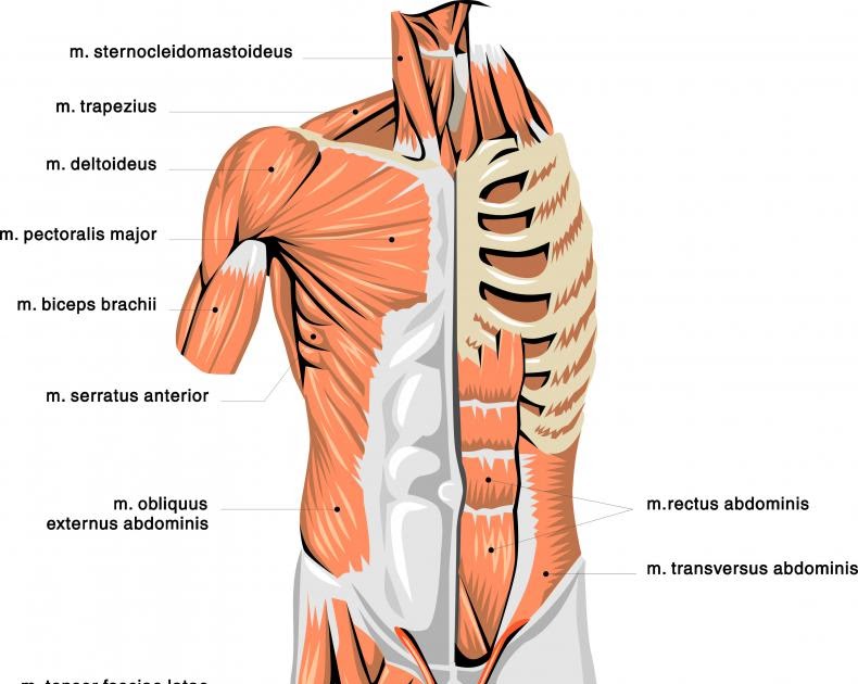 Diagram Of Chest Area Breath Sounds Medlineplus Medical Encyclopedia