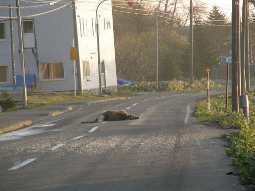 画像 動物 の 死体 232072 Okepictpx00