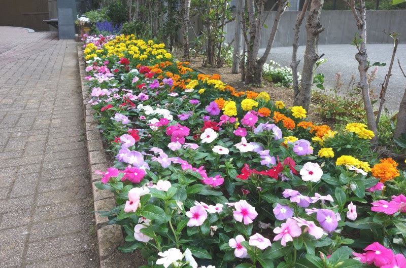 すべての美しい花の画像 新着花壇 花 植え方