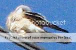 Image hosting by Photobucket