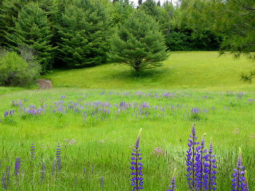 Field of Lupins