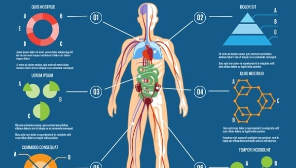 Diagram Of Human Body Organs Front And Back